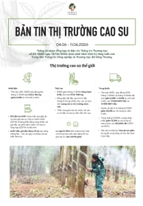 Bản tin thị trường cao su (4-11/6/2026)