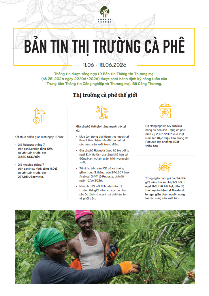 Bản tin thị trường cà phê (11-18/6/2026)