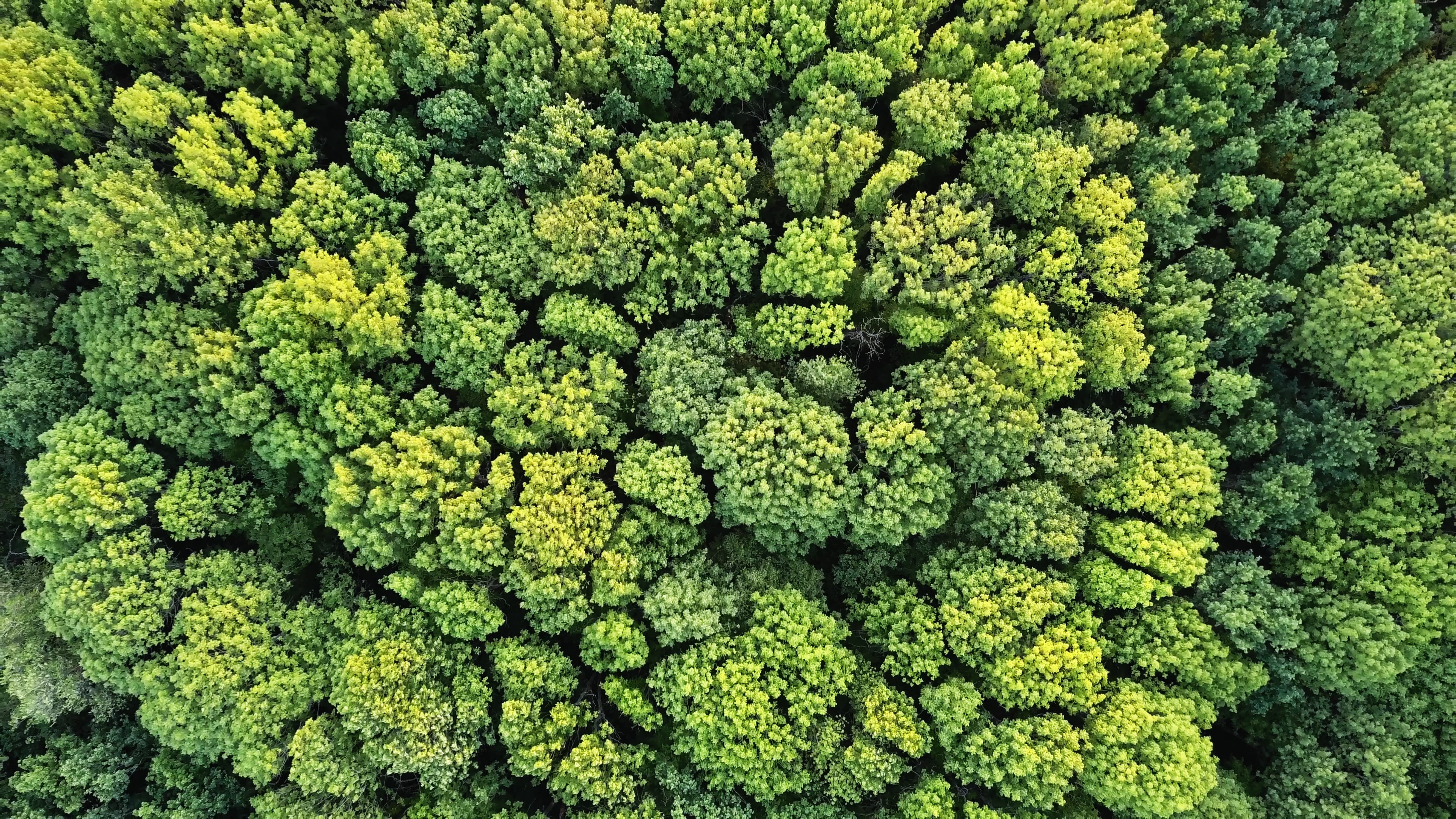 Mỹ cân nhắc thông qua dự luật Forest Act, Việt Nam cần đặc biệt quan tâm