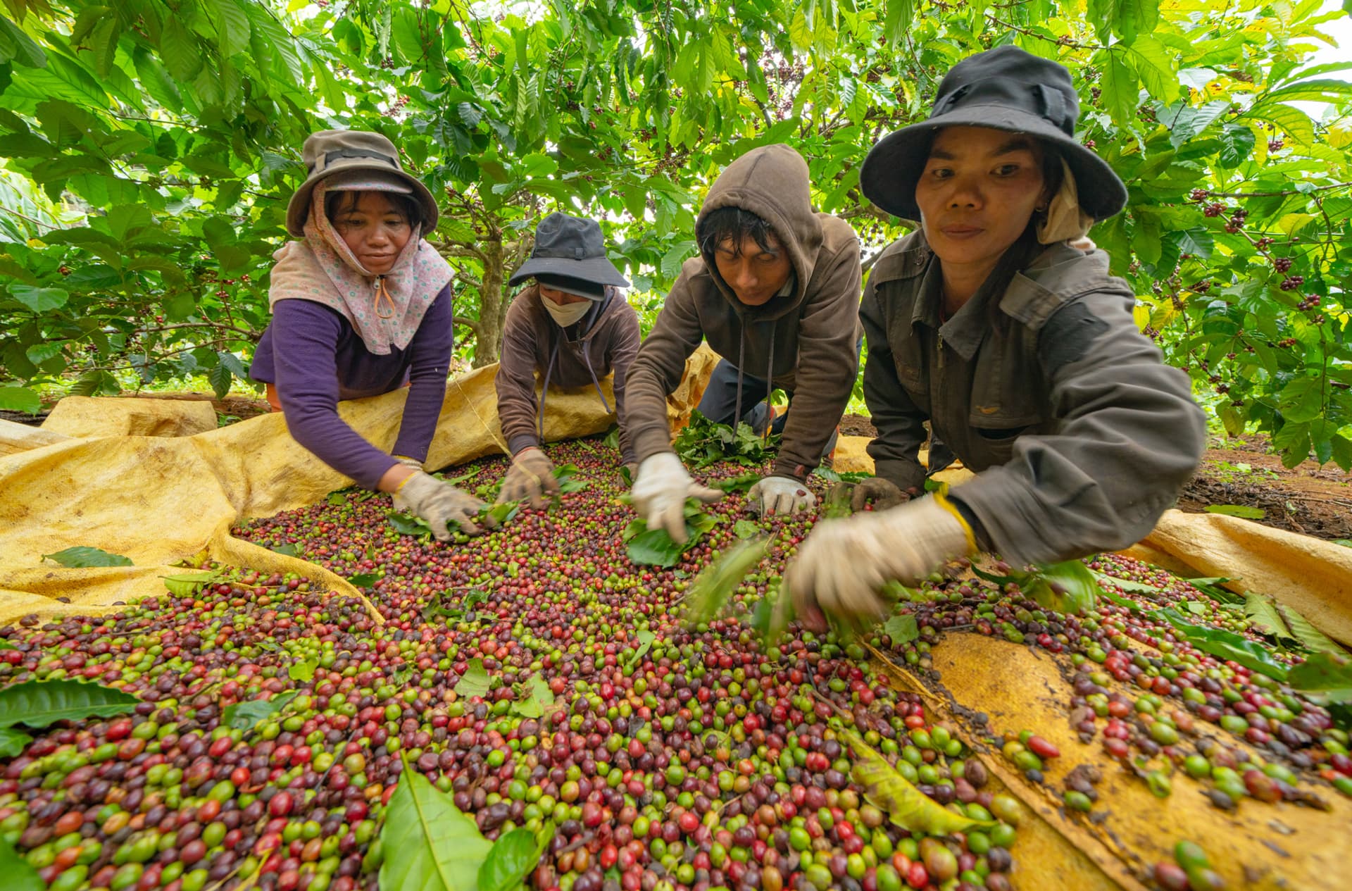 Chương trình tập huấn: “Tăng cường năng lực cho cơ quan quản lý các cấp tại địa phương, doanh nghiệp vừa và nhỏ, hợp tác xã, thương lái và các tác nhân liên quan tới sản xuất cà phê, cao su và gỗ lớn nhằm hỗ trợ hiệu quả quá trình tuân thủ EUDR”