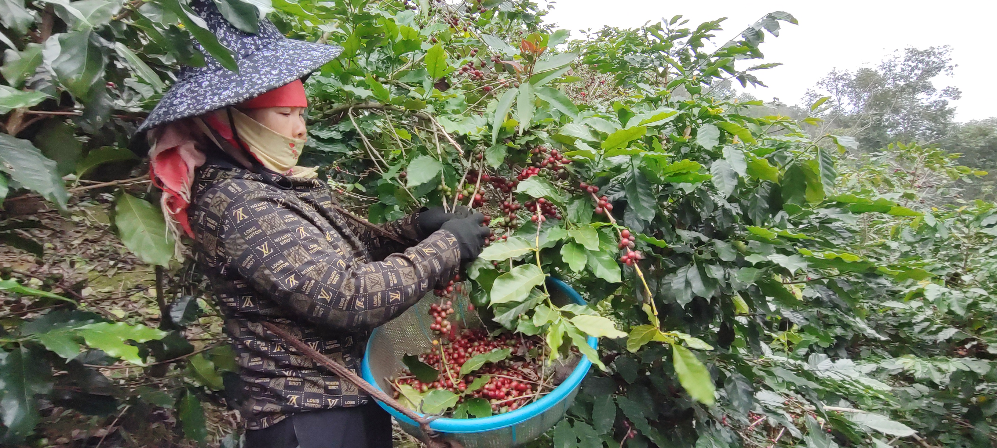 Mối liên kết giữa công ty và nông hộ